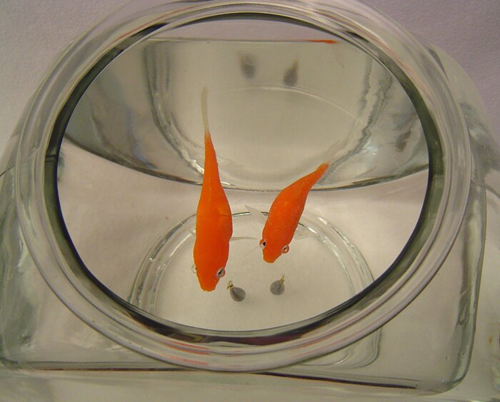 goldfish in bowl